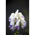 ACONITUM carmichaelii 'Cloudy' ACONITUM carmichaelii 'Cloudy'
