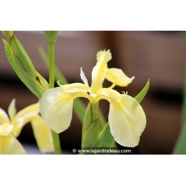 IRIS pseudacorus var. bastardii - Iris des marais var. bastardii, Iris jaune, Iris faux acore