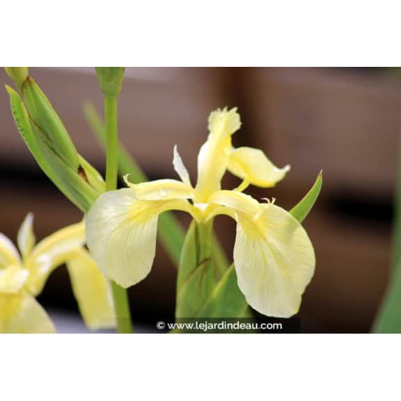 IRIS pseudacorus 'Bastardii'