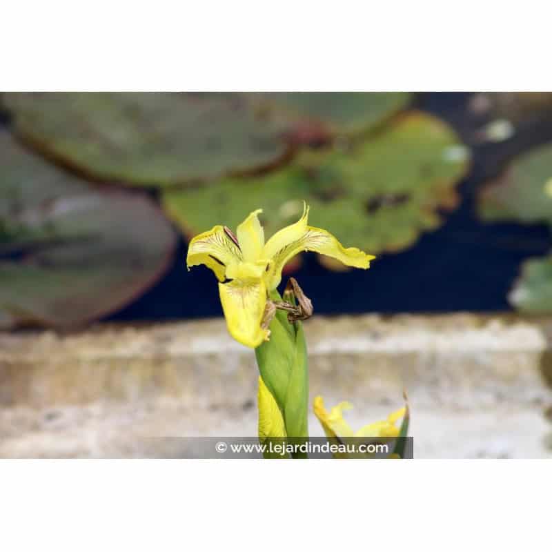 IRIS pseudacorus 'Bastardii' IRIS pseudacorus 'Bastardii'