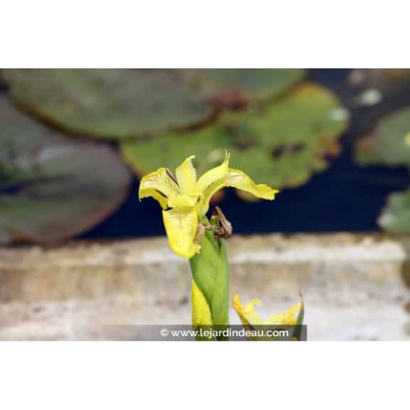 IRIS pseudacorus 'Bastardii'