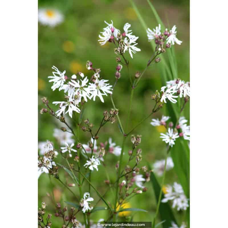 LYCHNIS flos-cuculi 'Alba' LYCHNIS flos-cuculi 'Alba'