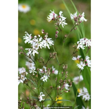 LYCHNIS flos-cuculi \'Alba\' - Lychnide fleur de coucou / Oillet des prés / Oeil-de-perdrix