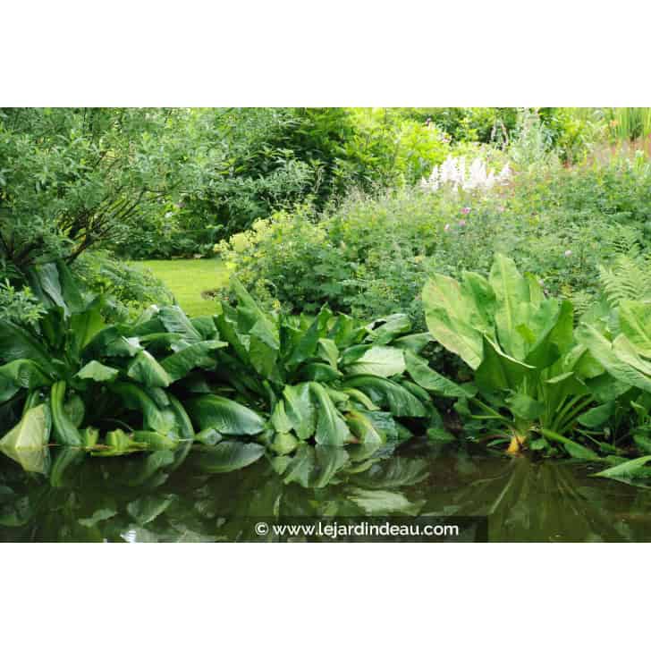 LYSICHITON americanus