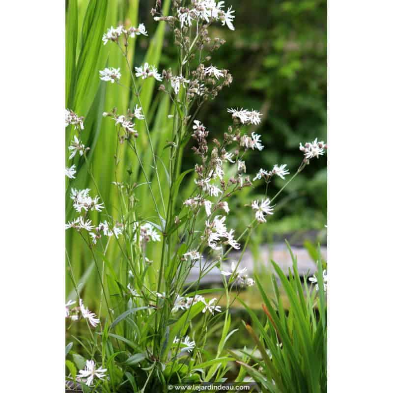 LYCHNIS flos-cuculi 'Alba' LYCHNIS flos-cuculi 'Alba'