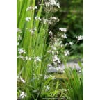 LYCHNIS flos-cuculi 'Alba' LYCHNIS flos-cuculi 'Alba'