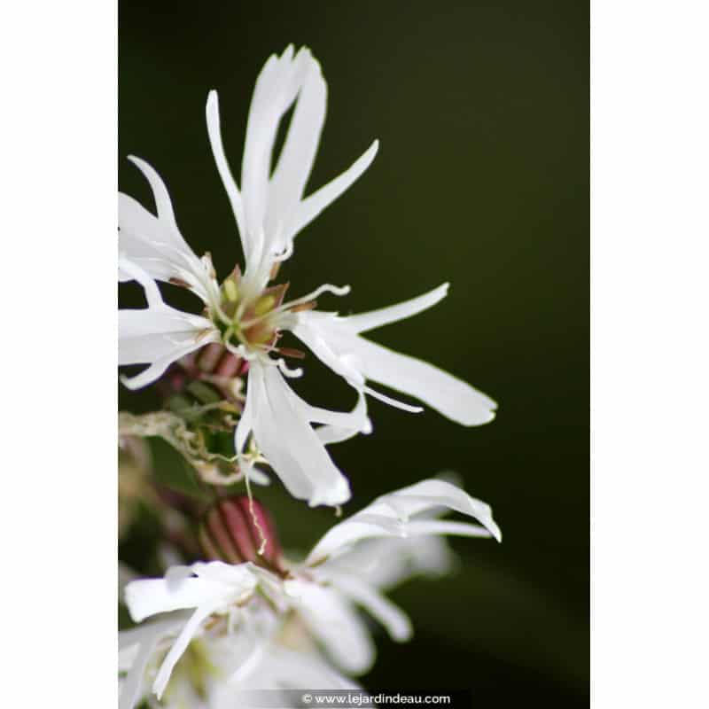 LYCHNIS flos-cuculi 'Alba' LYCHNIS flos-cuculi 'Alba'