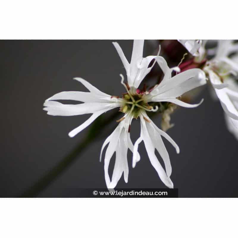 LYCHNIS flos-cuculi 'Alba' LYCHNIS flos-cuculi 'Alba'