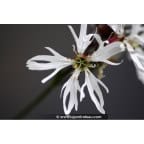 LYCHNIS flos-cuculi 'Alba' LYCHNIS flos-cuculi 'Alba'