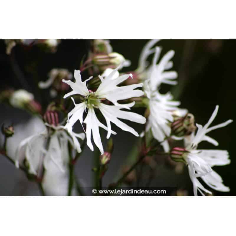 LYCHNIS flos-cuculi 'Alba' LYCHNIS flos-cuculi 'Alba'