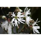 LYCHNIS flos-cuculi 'Alba' LYCHNIS flos-cuculi 'Alba'