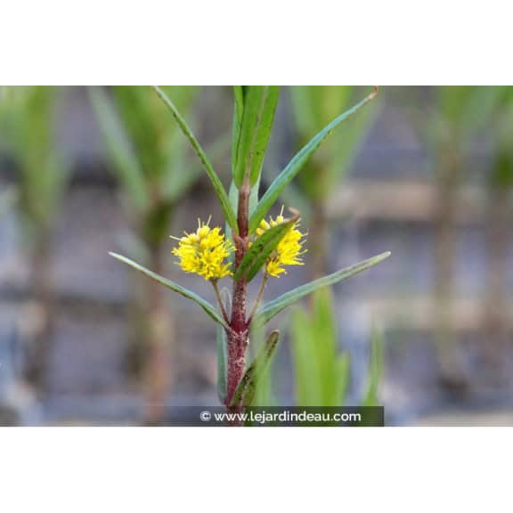 LYSIMACHIA thyrsiflora