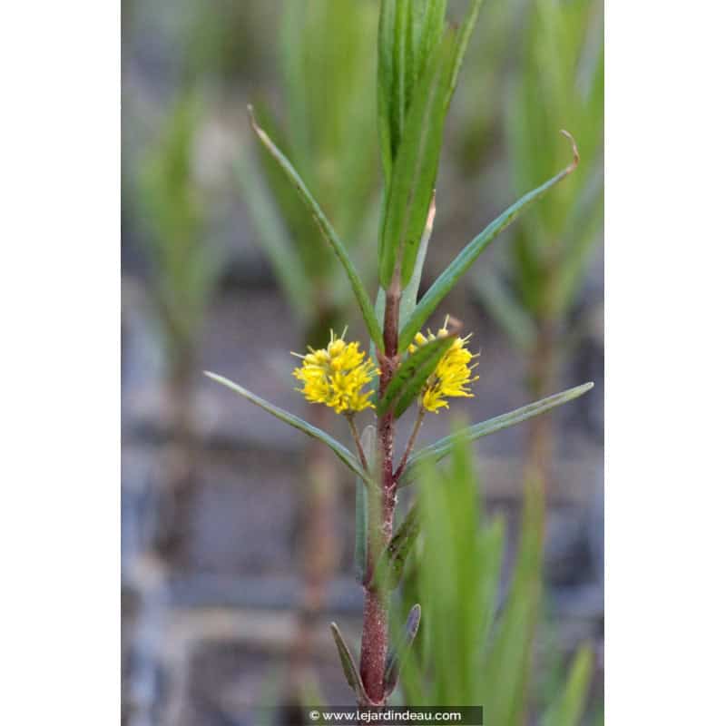 LYSIMACHIA thyrsiflora LYSIMACHIA thyrsiflora