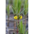 LYSIMACHIA thyrsiflora LYSIMACHIA thyrsiflora