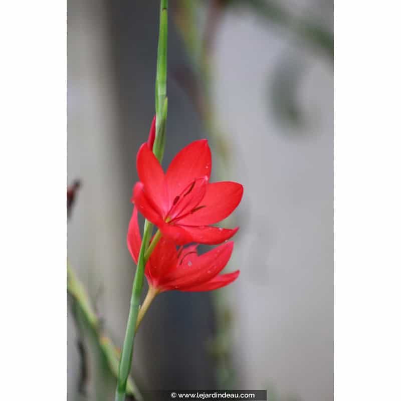 SCHIZOSTYLIS coccinea 'Major' SCHIZOSTYLIS coccinea 'Major'