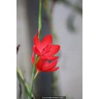 SCHIZOSTYLIS coccinea 'Major' SCHIZOSTYLIS coccinea 'Major'