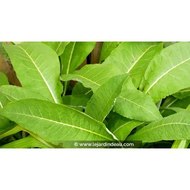 INULA magnifica INULA magnifica