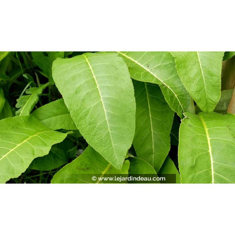 INULA magnifica INULA magnifica