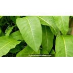 INULA magnifica INULA magnifica