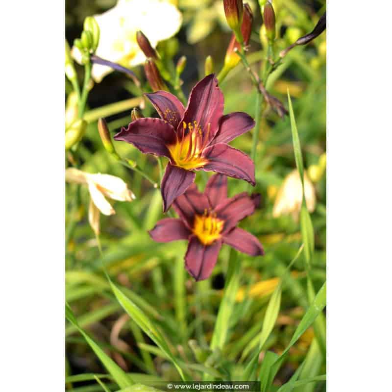 HEMEROCALLIS 'American Revolution' HEMEROCALLIS 'American Revolution'