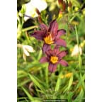 HEMEROCALLIS 'American Revolution' HEMEROCALLIS 'American Revolution'