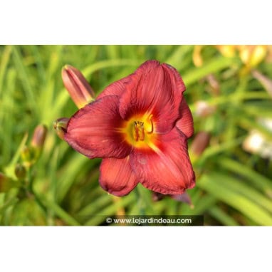 HEMEROCALLIS \'Little Business\' - Hémérocalle / lys d\'un jour