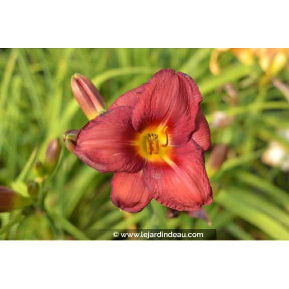 HEMEROCALLIS 'Little Business'