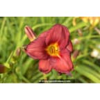 HEMEROCALLIS 'Little Business' HEMEROCALLIS 'Little Business'