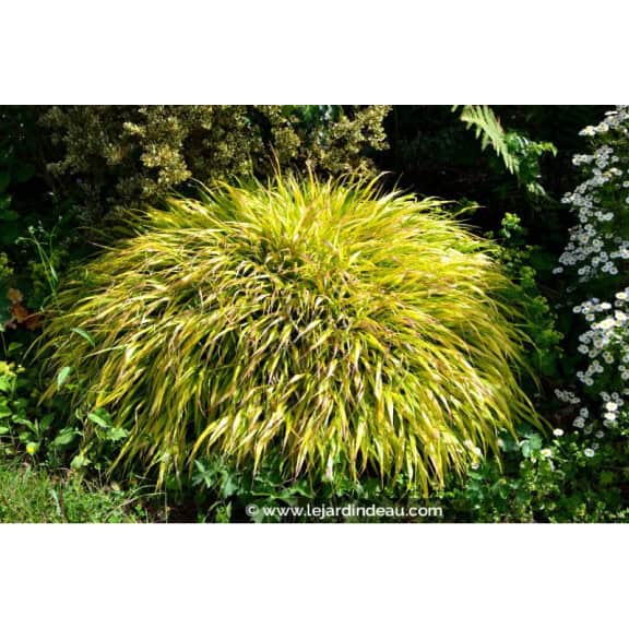 HAKONECHLOA macra 'All Gold'