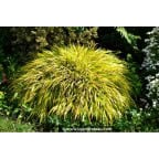 HAKONECHLOA macra 'All Gold' HAKONECHLOA macra 'All Gold'