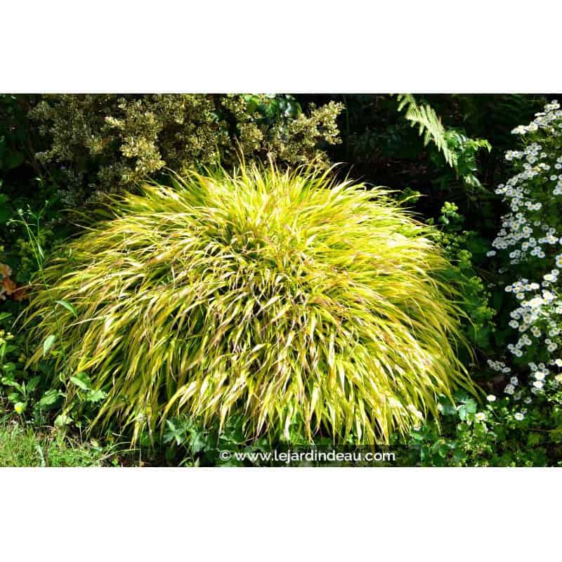 HAKONECHLOA macra 'All Gold' HAKONECHLOA macra 'All Gold'