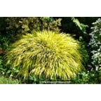 HAKONECHLOA macra 'All Gold' HAKONECHLOA macra 'All Gold'