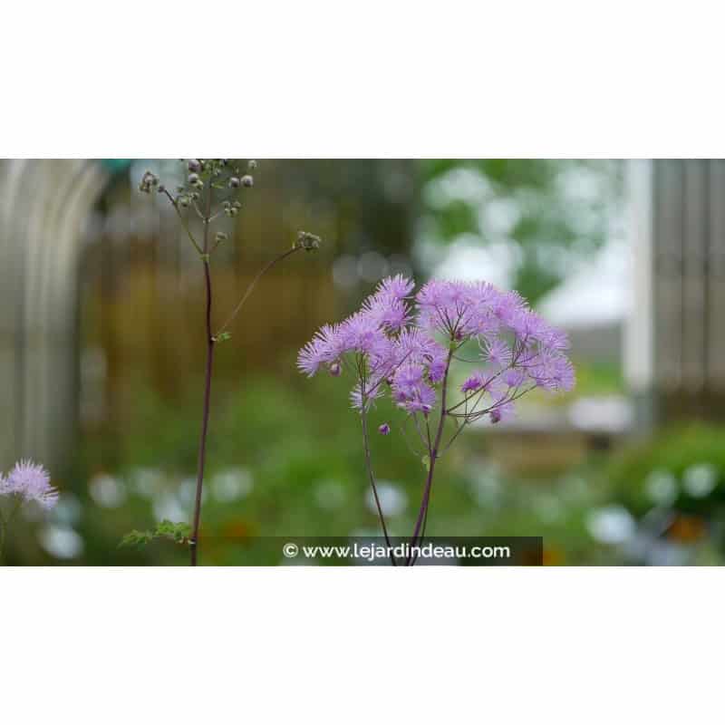 THALICTRUM aquilegifolium THALICTRUM aquilegifolium