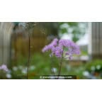 THALICTRUM aquilegifolium THALICTRUM aquilegifolium