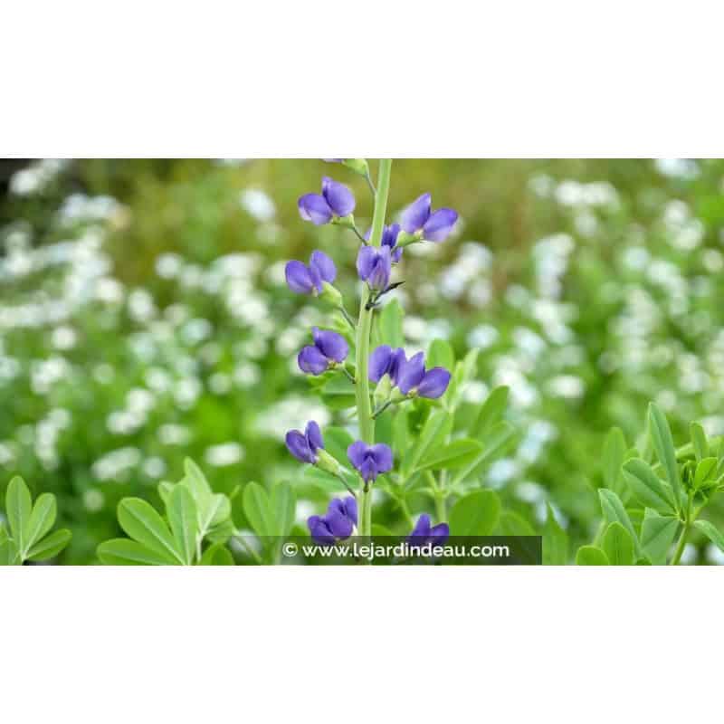 BAPTISIA australis BAPTISIA australis