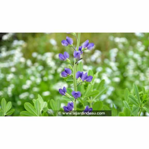 BAPTISIA australis