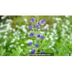 BAPTISIA australis BAPTISIA australis