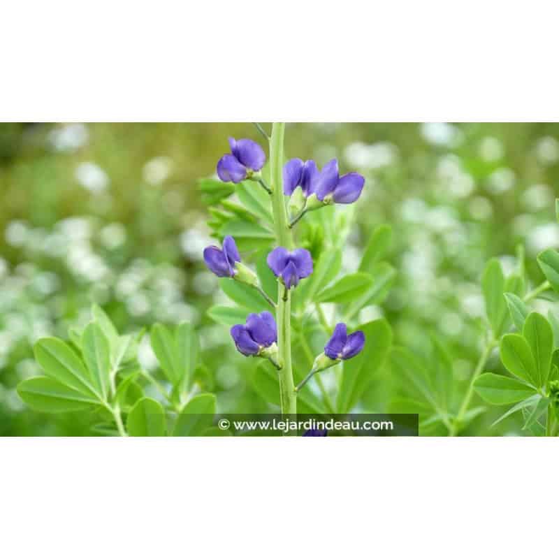 BAPTISIA australis BAPTISIA australis