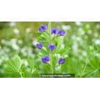 BAPTISIA australis BAPTISIA australis