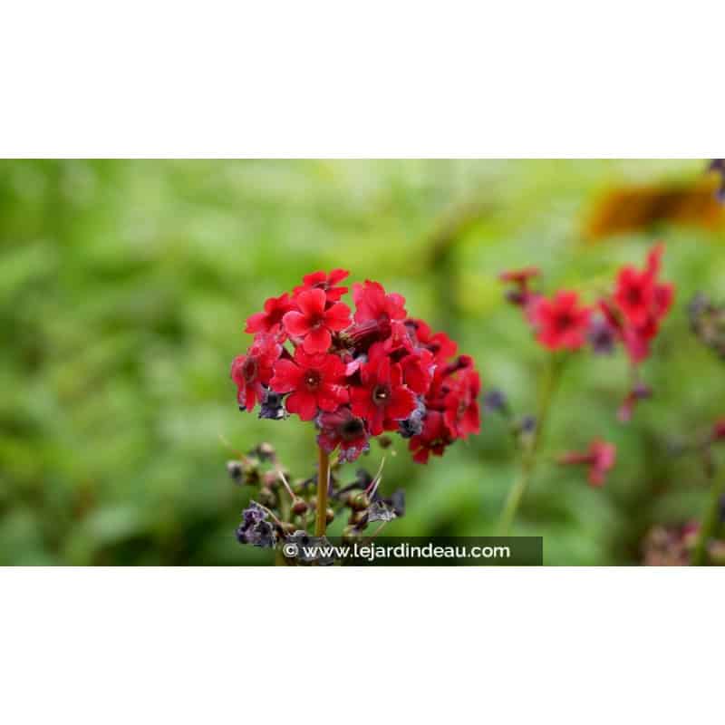PRIMULA japonica 'Miller's Crimson' PRIMULA japonica 'Miller's Crimson'