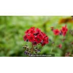 PRIMULA japonica 'Miller's Crimson' PRIMULA japonica 'Miller's Crimson'