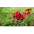 PRIMULA japonica 'Miller's Crimson' PRIMULA japonica 'Miller's Crimson'