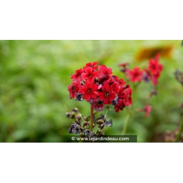 PRIMULA japonica \'Miller\'s Crimson\' - Primevère candélabre