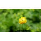 TROLLIUS europaeus TROLLIUS europaeus