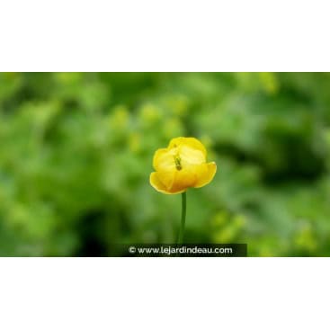 TROLLIUS europaeus - Trolle d\'Europe
