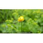 TROLLIUS europaeus TROLLIUS europaeus