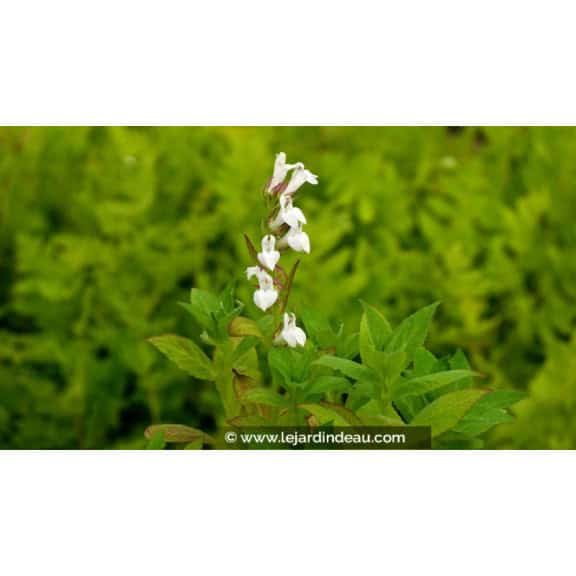LOBELIA siphilitica 'Alba'