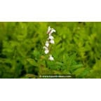 LOBELIA siphilitica 'Alba' LOBELIA siphilitica 'Alba'