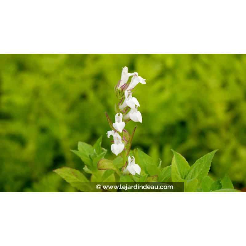 LOBELIA siphilitica 'Alba' LOBELIA siphilitica 'Alba'