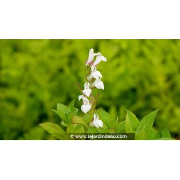 LOBELIA siphilitica \'Alba\' - Lobelie blanche